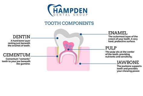 is enamel harder than bone